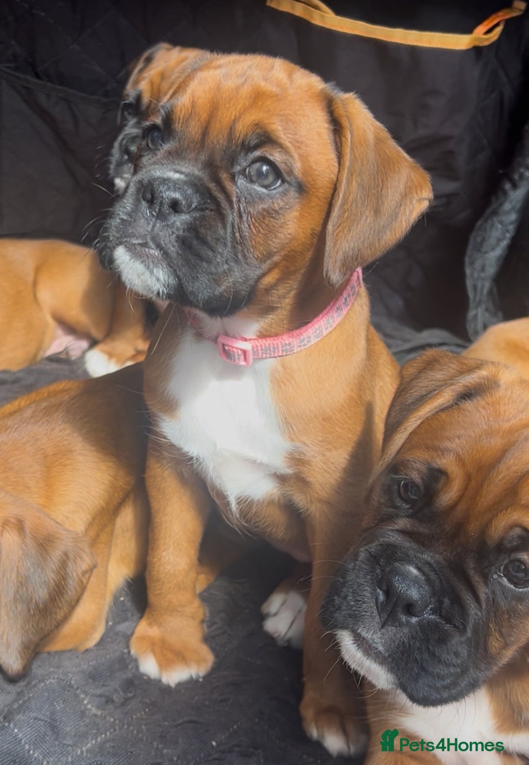 Boxer dogs for sale: Longtail girl  - ONLY 2girls remaining! KC heartscore 0, CHAMPlines - Image 11