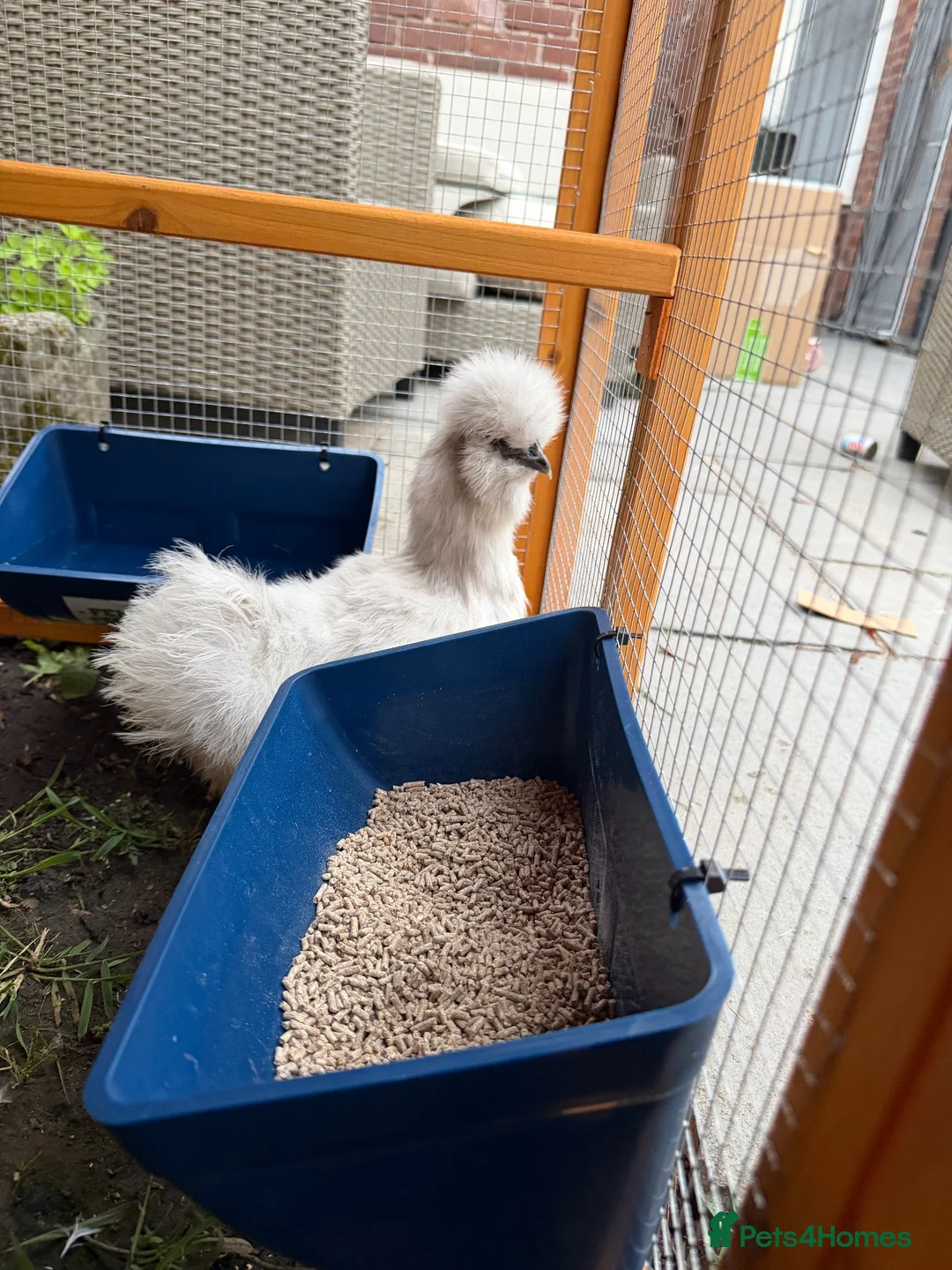 Chickens poultry for sale: 6 bantam chickens and set up  in Poulton-le-Fylde - Advert 15
