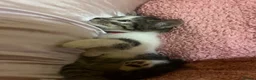 Mixed Breed cats for sale: Beautiful kittens looking for their forever homes - Advert 8