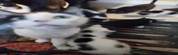 Mixed Breed cats for sale: Kittens in Bournemouth  in Bournemouth - Advert 16
