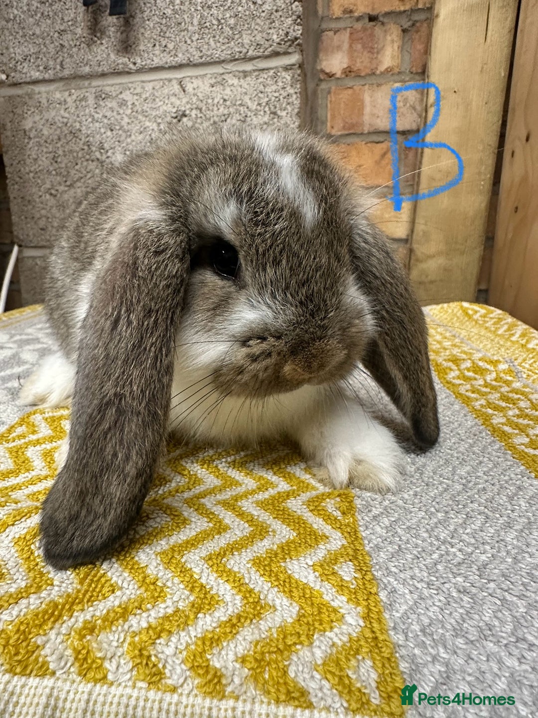 Mini Lop rabbits for sale: Mini Lop Rabbits For Sale  - Advert 5