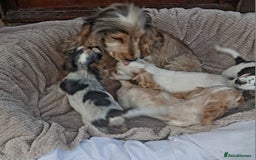 Cocker Spaniel dogs for sale: Health tested small cocker spaniels  - Image 11
