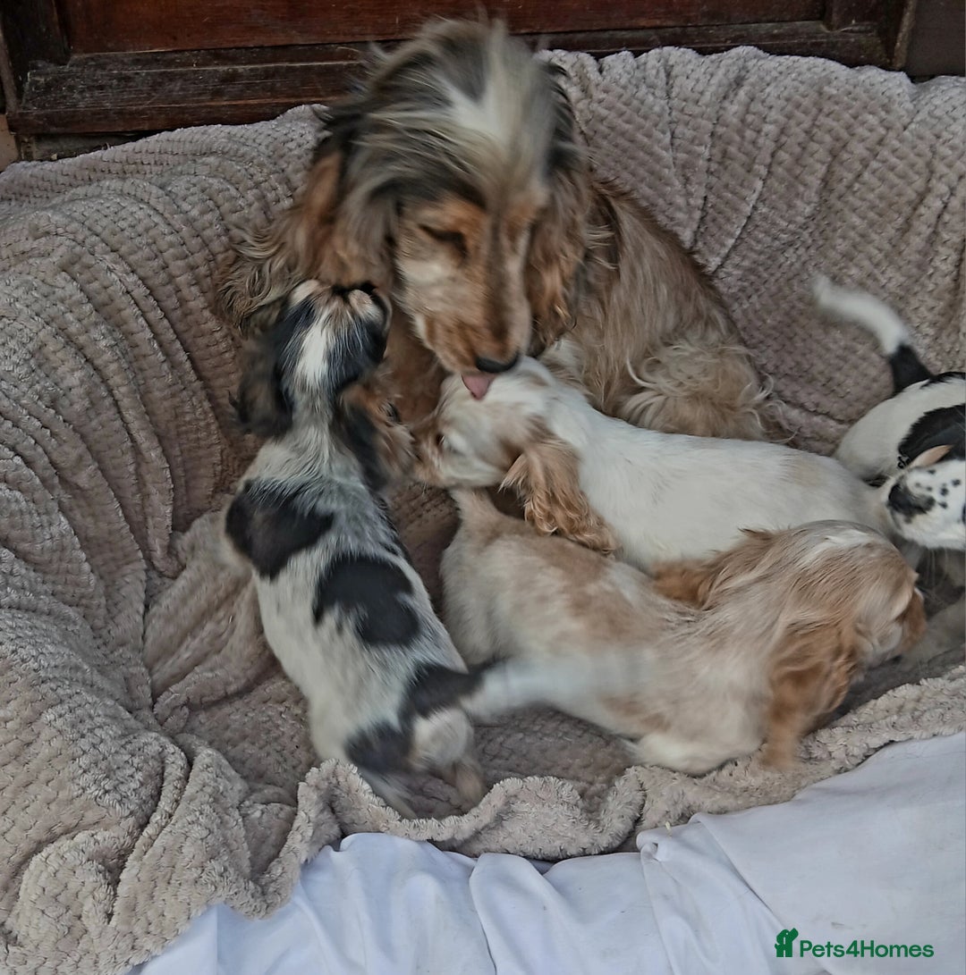 Cocker Spaniel dogs for sale: Health tested small cocker spaniels  - Image 11