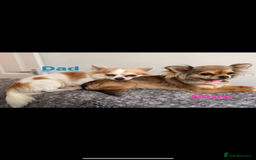 Chihuahua dogs for sale:  **  CHIHUAHUAS  - Advert 1