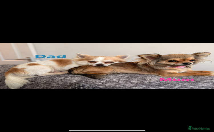 Chihuahua dogs TEACUP CHIHUAHUAS  - Advert 2