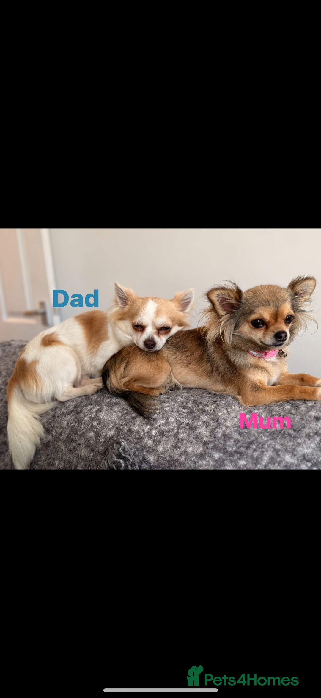 Chihuahua dogs for sale:  **  CHIHUAHUAS  - Advert 1