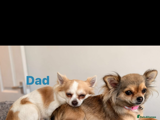 Chihuahua dogs for sale: ** CHIHUAHUAS - Advert 1