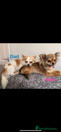 Chihuahua dogs TEACUP CHIHUAHUAS - Advert 1