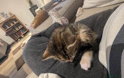 Mixed Breed cats for sale: Mixed Breed Kittens  - Image 5