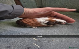 Guinea Pig rodents for sale: Baby Guniea pigs 2 girls/2 boys - Image 3