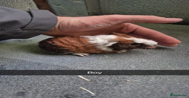 Guinea Pig rodents - Advert 8
