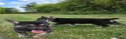 Tamaskan dogs for sale: Tamaskan Puppies *Health Tested Parents* - Advert 18