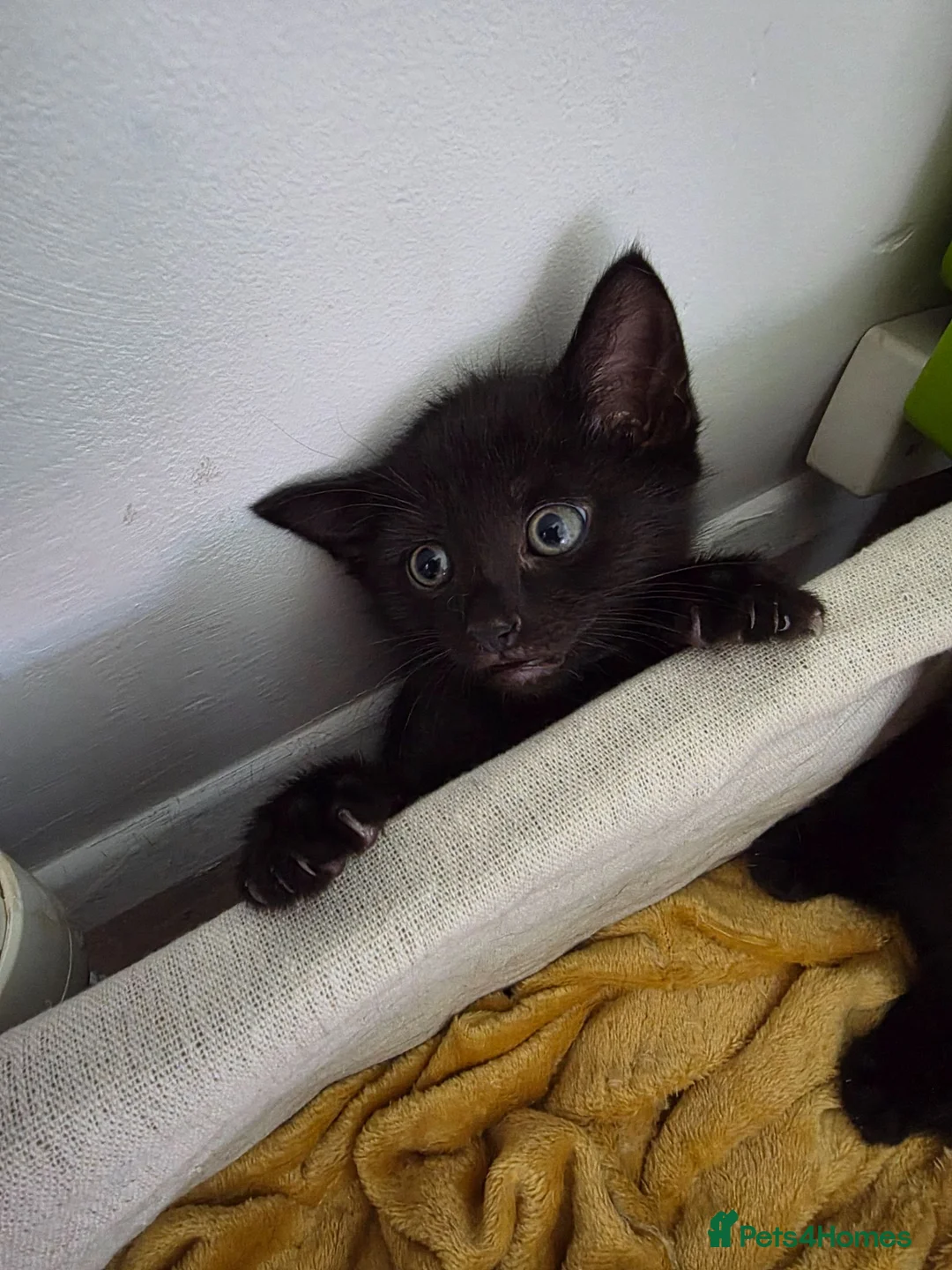 Mixed Breed cats for sale: Lovely sweet boy left - Advert 2