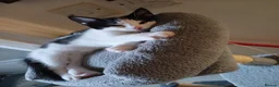 Mixed Breed cats for sale: 3 beautiful kittens - Advert 8