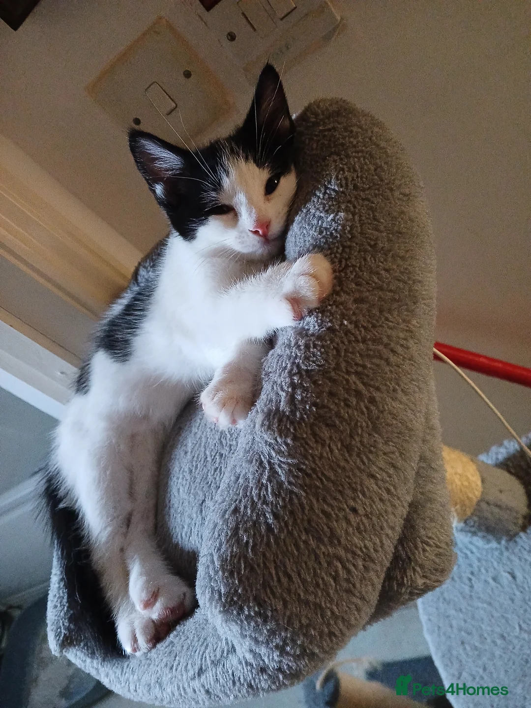 Mixed Breed cats for sale: 3 beautiful kittens - Advert 8