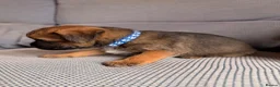Border Terrier dogs for sale: 6 Beautiful Border Terrier Puppies SLEM CLEAR🐶 - Advert 12