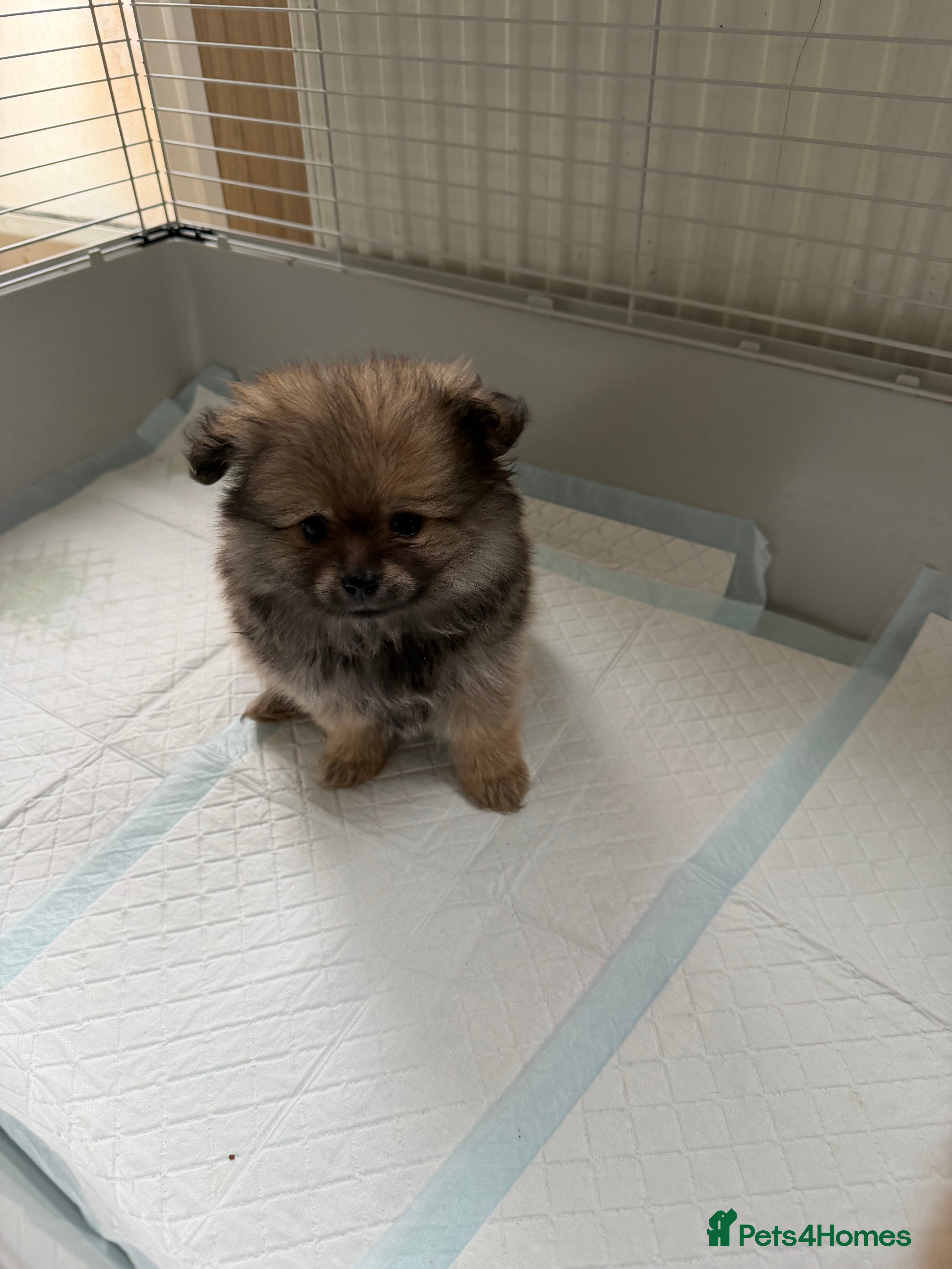 Pomeranian dogs Chunky girl pom - Advert 4