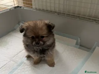 Pomeranian dogs Chunky girl pom - Advert 4