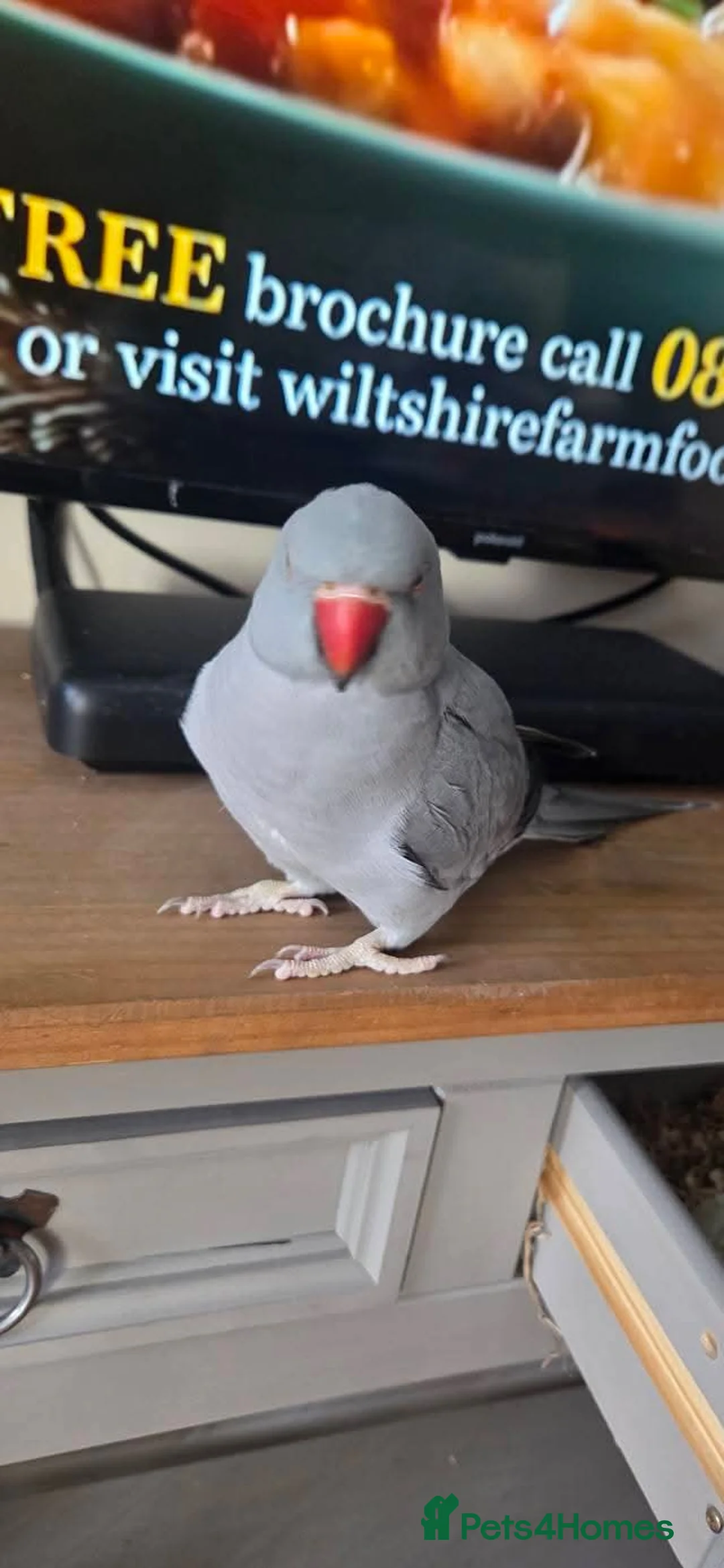 Ringnecks birds for sale: Unsexed indian ring neck - Advert 1