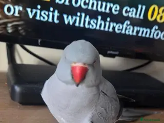 Ringnecks birds Unsexed indian ring neck - Advert 1