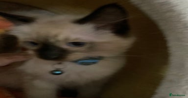 Ragdoll cats - Advert 8
