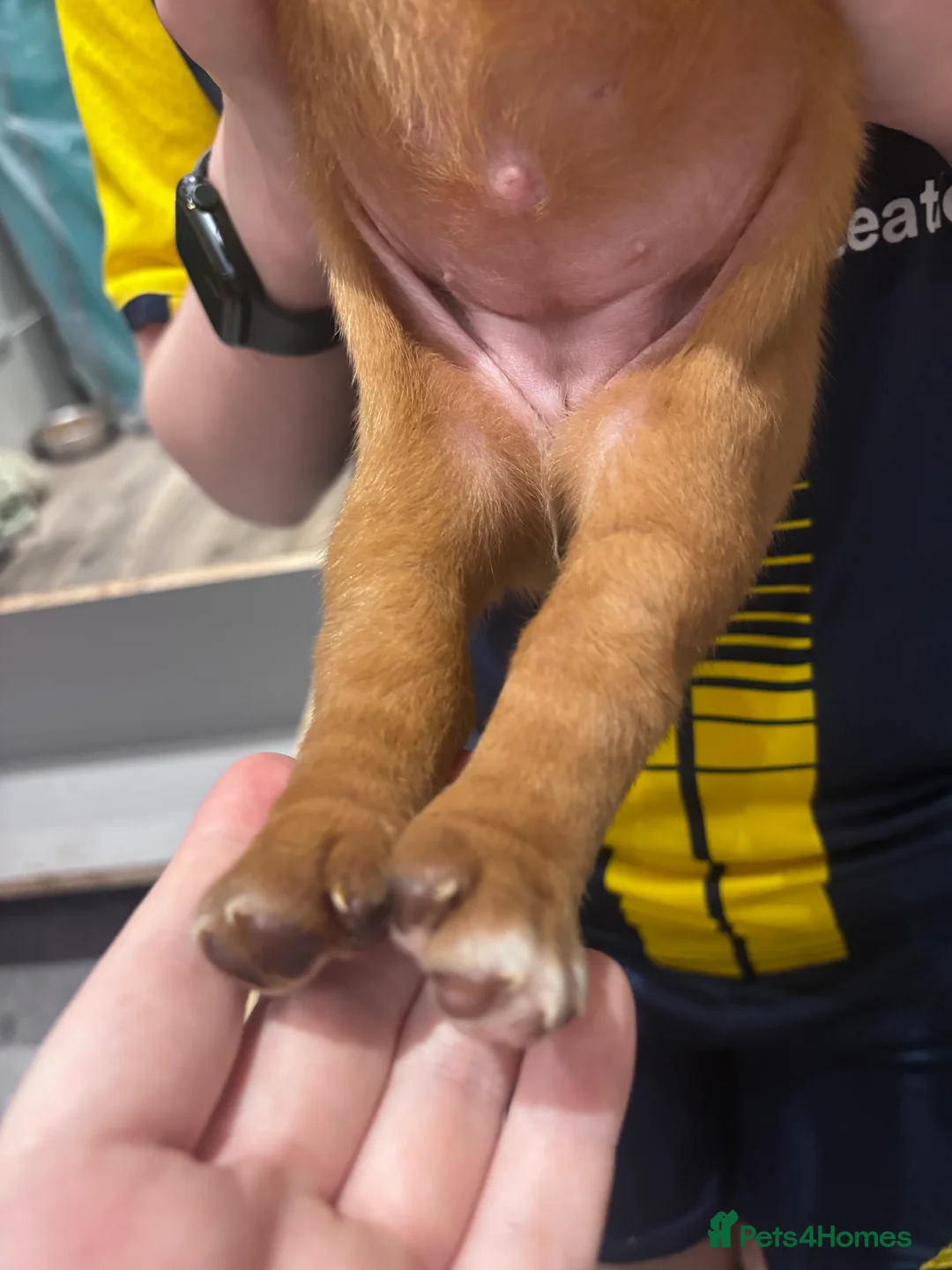 Dogue De Bordeaux dogs for sale: 1 FEMALE DOGUE DE BORDEAUX 🐶 in Glasgow - Advert 7