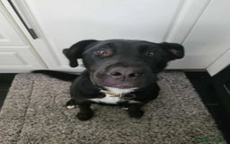 Mixed Breed dogs for sale: Rottweiler x English Bull terrior bitch - Advert 2