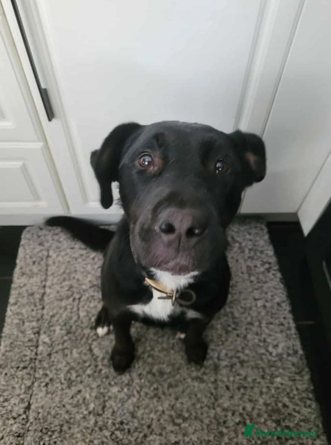 Mixed Breed dogs for sale: Rottweiler x English Bull terrior bitch - Advert 2