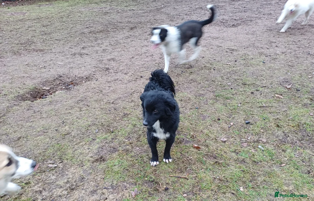 Mixed Breed dogs for adoption: Meet MARK - a very Sweet Boy for a Loving Home - Advert 7