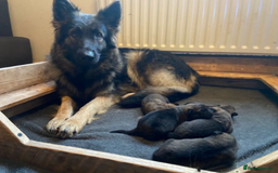 Mixed Breed dogs for sale: MAL-Sations - Advert 1