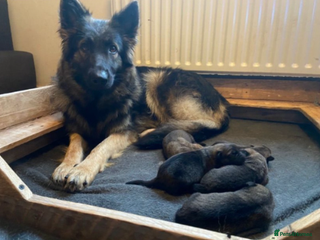 Mixed Breed dogs MAL-Sations - Advert 9