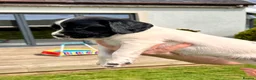 English Springer Spaniel dogs for sale: KC registered English Springer Spaniels - Advert 6