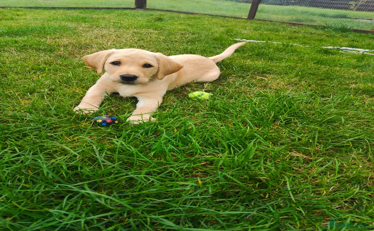 Labrador Retriever dogs - Advert 3