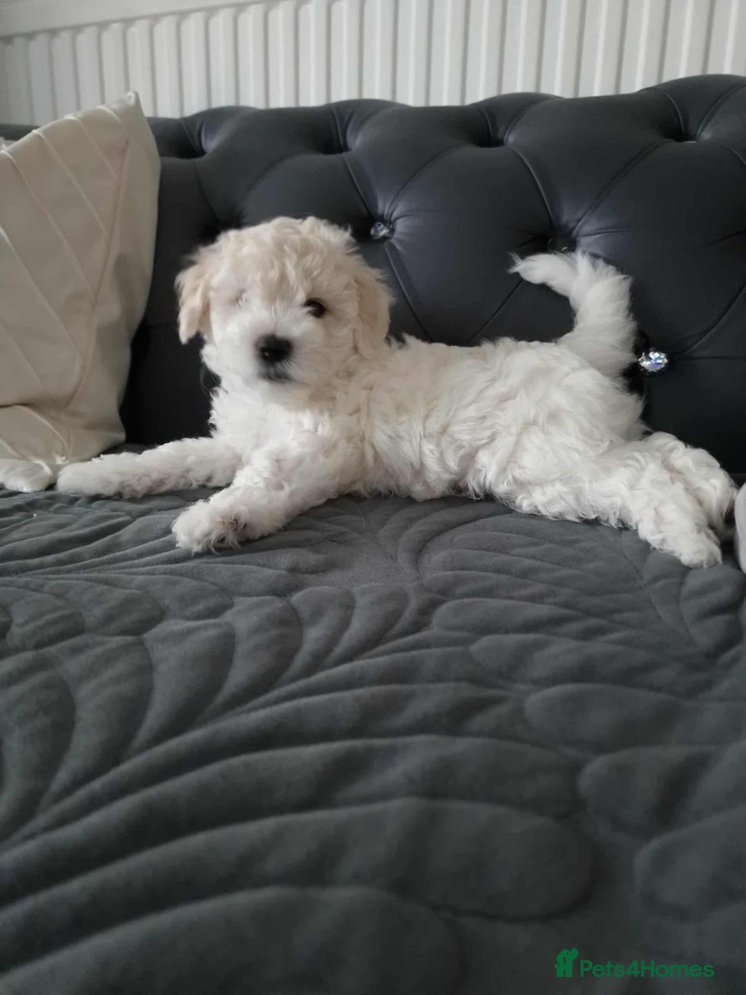 Maltese dogs for sale: 🐩 🏡 Beautiful maltese looking for new home 🏡🐩 - Image 16