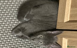 Domestic Shorthair cats for sale: Cute kittens in Dagenham - Image 29