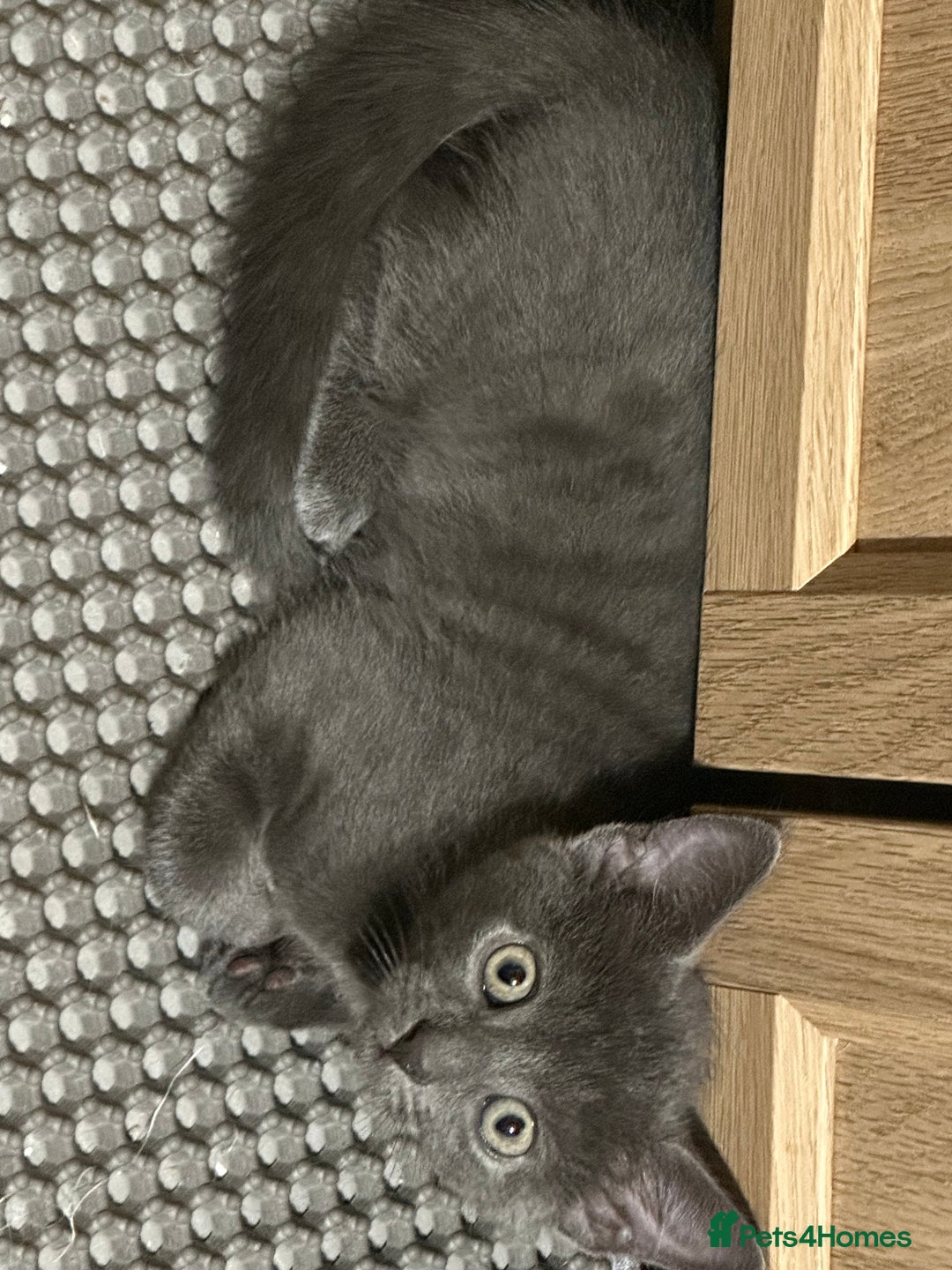 Domestic Shorthair cats for sale: Cute kittens in Dagenham - Image 29