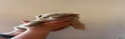 English Bulldog dogs for sale: 5 Generation 5 week old  chunky British  bulldogs  - Advert 22