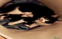 British Longhair cats for sale: Two kittens for sale - Advert 2