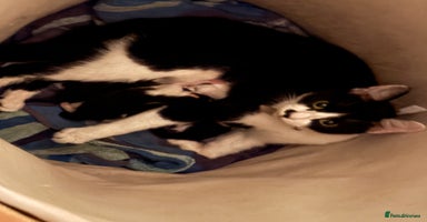 British Longhair cats Two kittens for sale - Advert 3