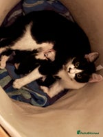 British Longhair cats Two kittens for sale - Advert 3