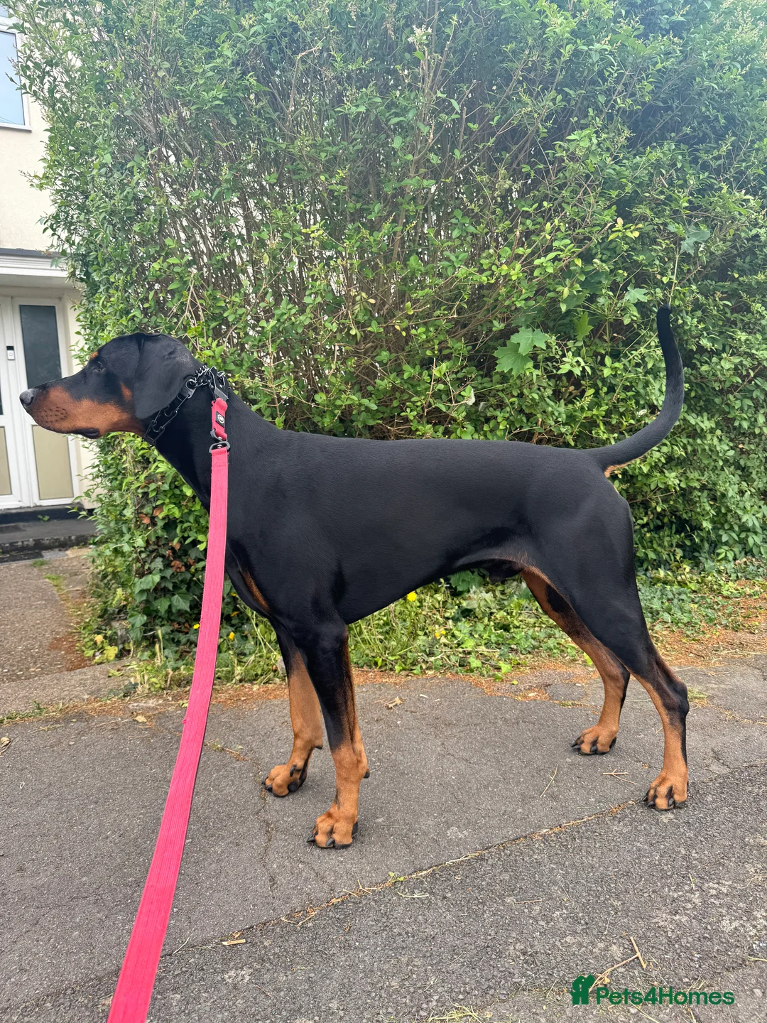 Dobermann dogs for stud: Stud  in Corby - Advert 3