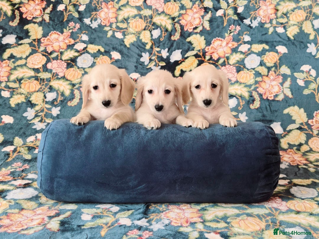 Miniature Dachshund dogs for sale: Rare Cream Gorgeous Dachshund Puppies  - Image 10