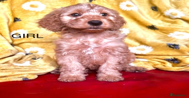 Cockapoo dogs - Advert 10