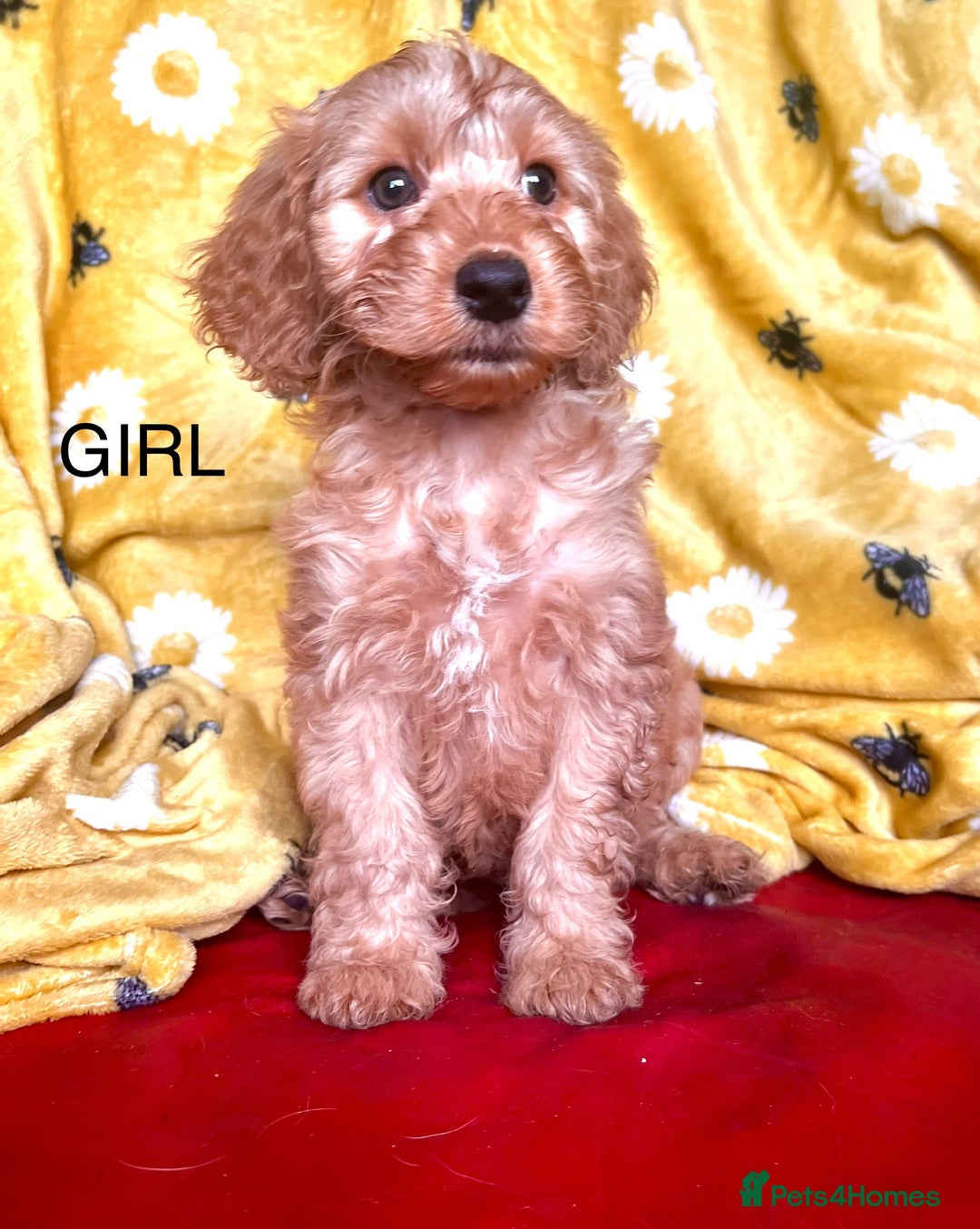 Cockapoo dogs for sale: Quality F1 Cockapoo Puppies GIRLS Various pricing  - Image 3