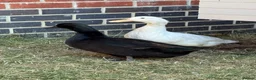 Ducks poultry for sale: X2 female ducks  in Coalville - Advert 2