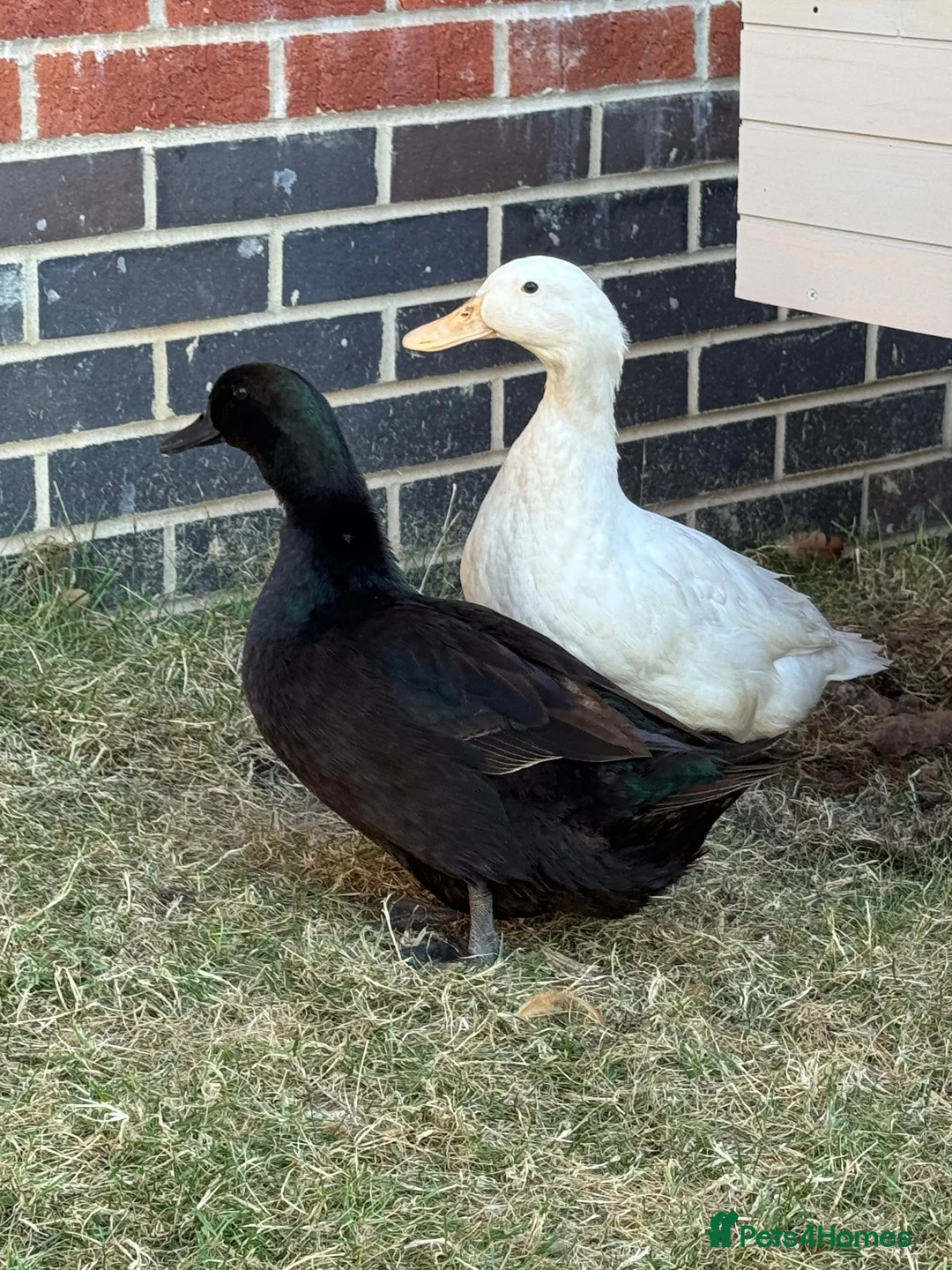 Ducks poultry for sale: X2 female ducks  in Coalville - Advert 2