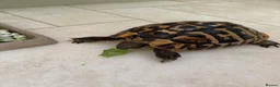 Tortoise reptiles for sale: For sale 10 year old female Hermann tortoise - Advert 7