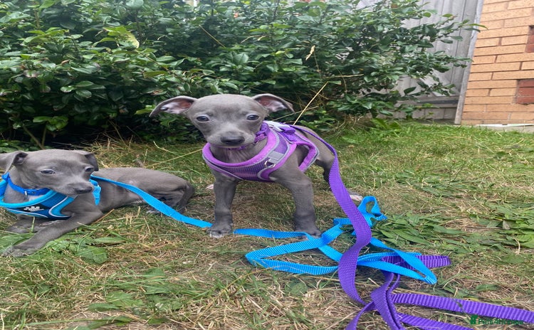 Italian Greyhound dogs - Advert 2