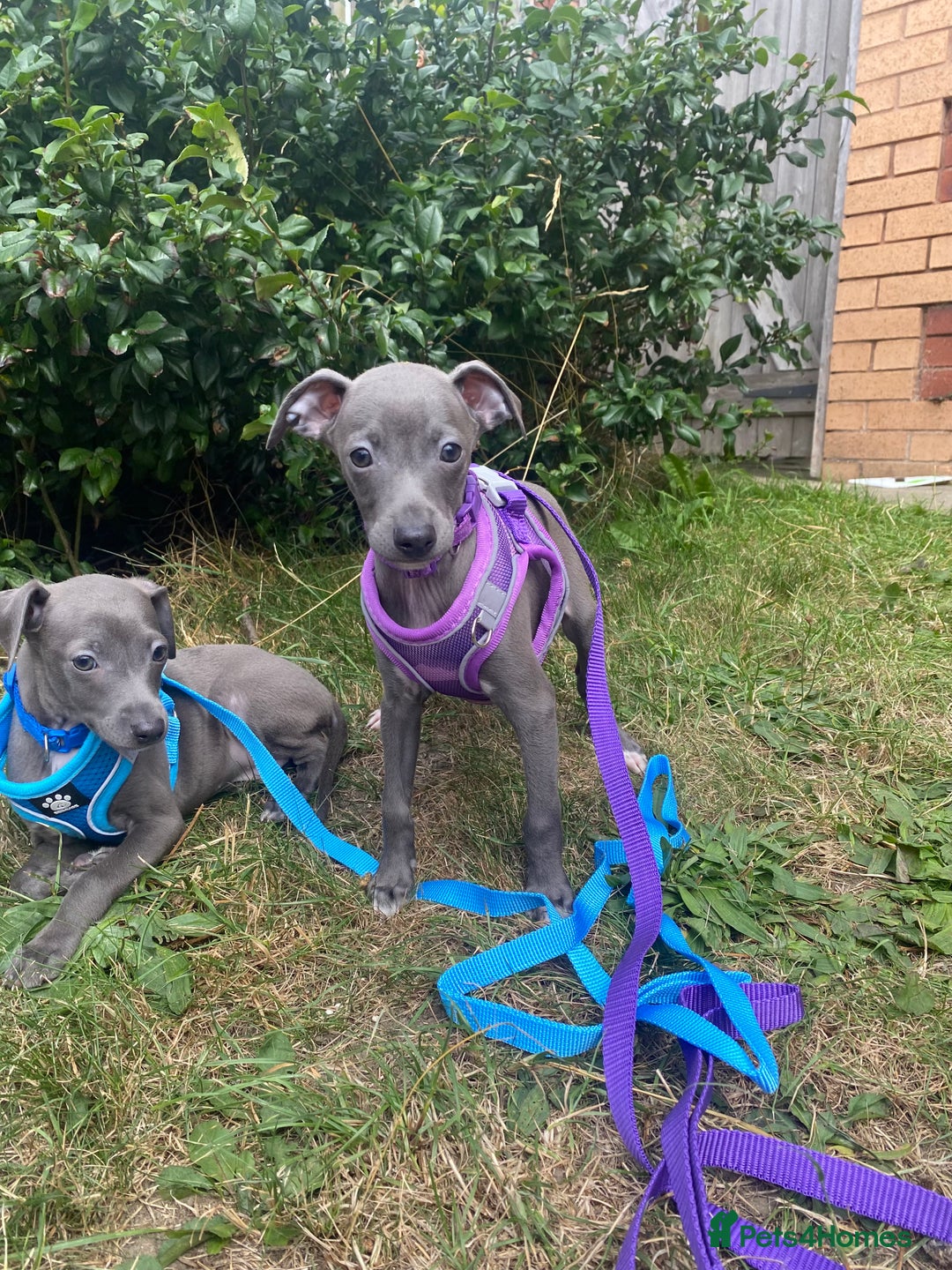Italian Greyhound dogs for sale: Last blue boy kc reg ready now fully vaccinated  - Image 10