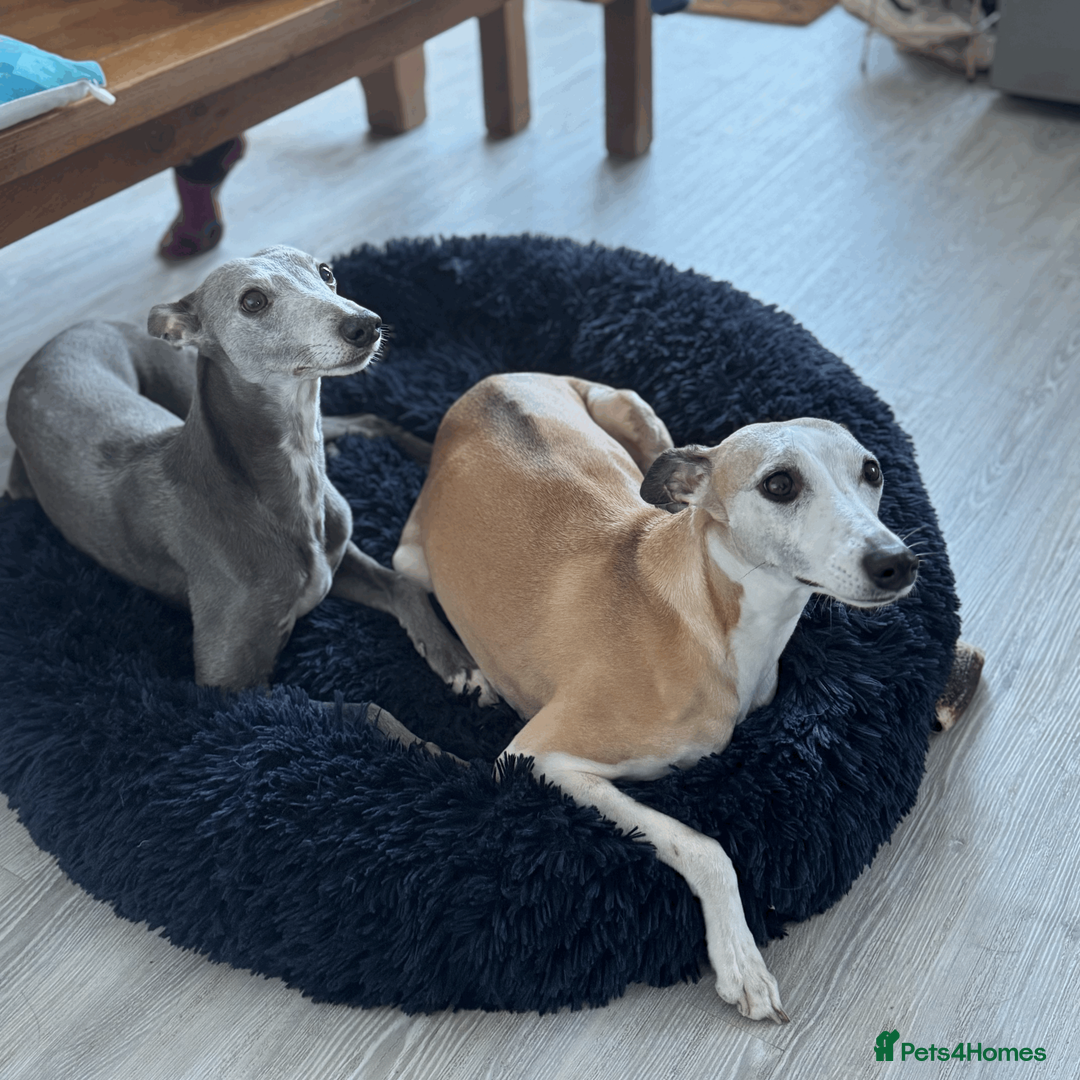 Whippet dogs for sale: KC Registered Small Whippet Puppies  - Advert 5